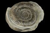 Ammonite (Dactylioceras) Fossil - England #181883-1